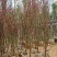 自家苗木：桃花3-4-5-6-7-8-10分出售