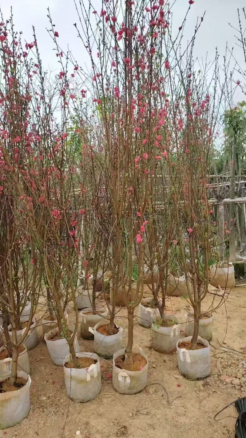 自家苗木：桃花3-4-5-6-7-8-10分出售