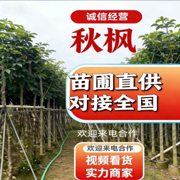秋枫3-5-8-10-12-15分