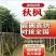 秋枫3-5-8-10-12-15分