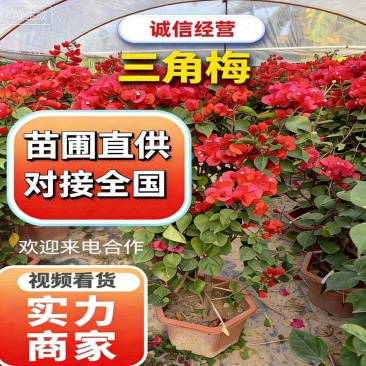 自家苗木：三角梅20-40-50-80-100-150