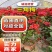 自家苗木：三角梅20-40-50-80-100-150