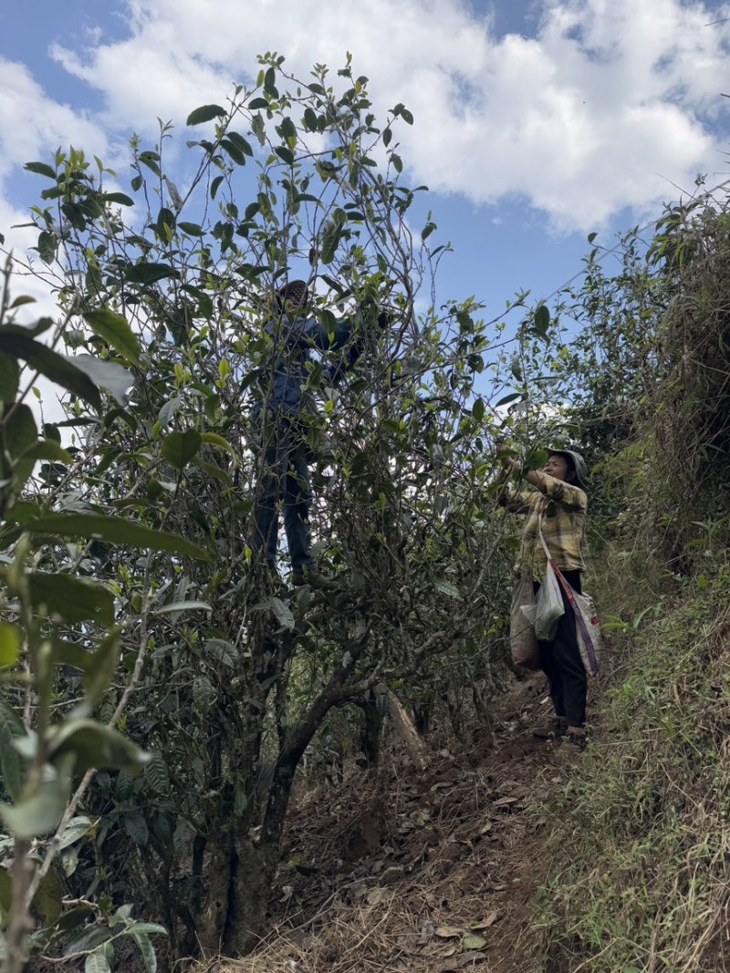 临沧忙肺古树茶