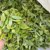 临沧忙肺古树茶