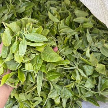 临沧忙肺古树茶
