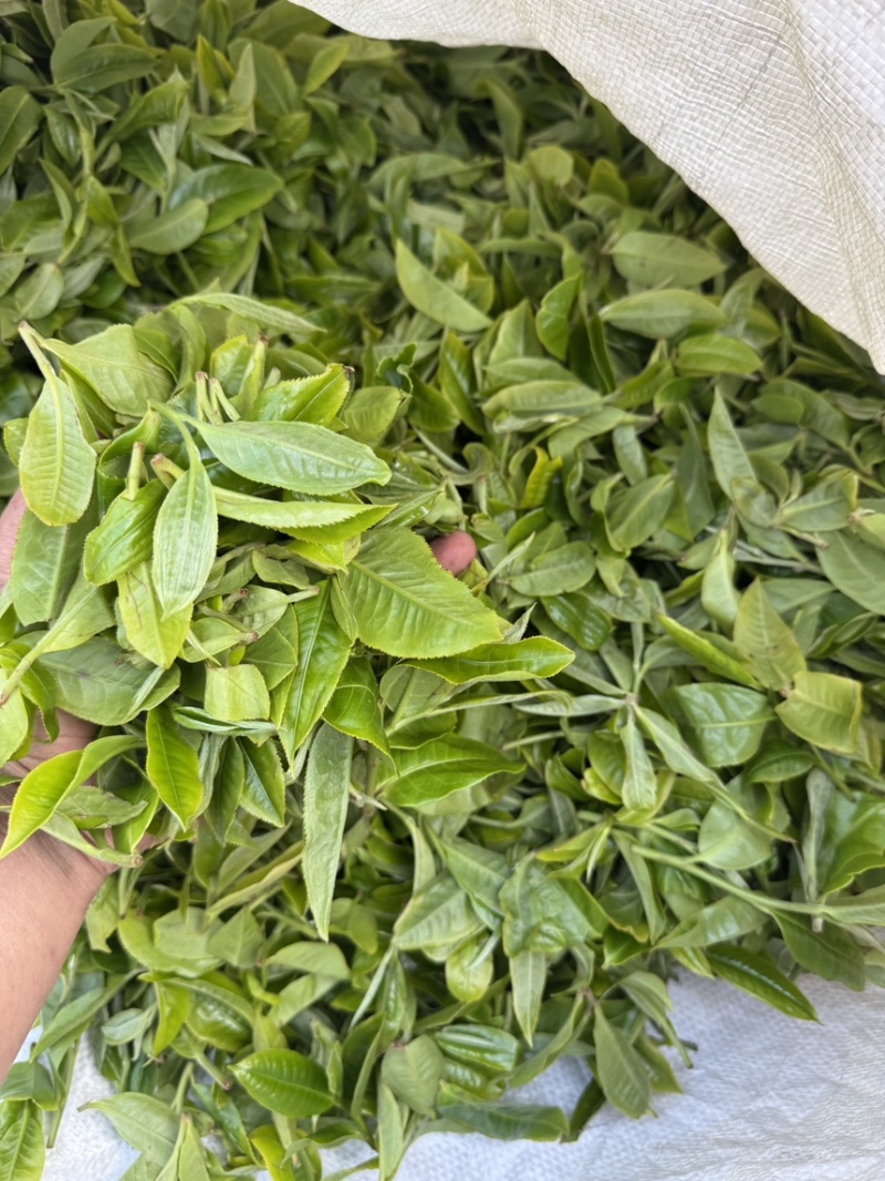 临沧忙肺古树茶