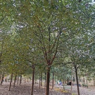 香樟