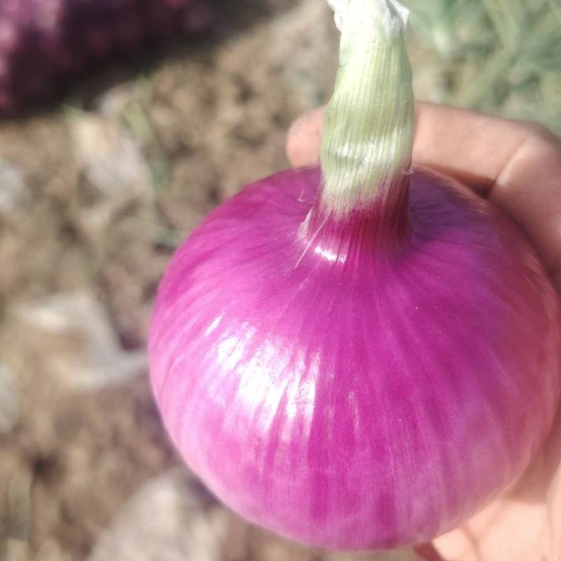 新野县水果洋葱大量供应量大从优