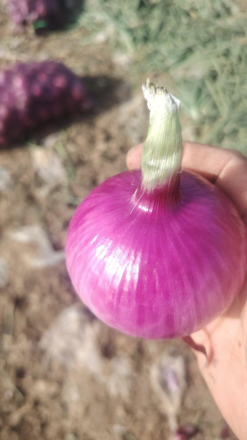 新野县水果洋葱大量供应量大从优