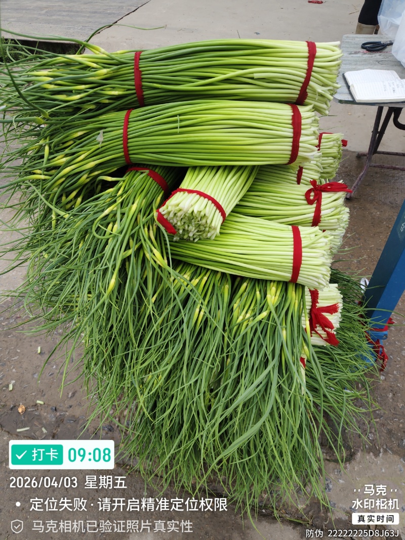 徐州丰县白帽精品蒜薹产地直发