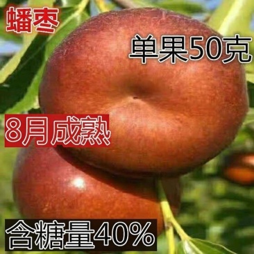 潘枣苗，油潘枣树苗，山西潘枣苗