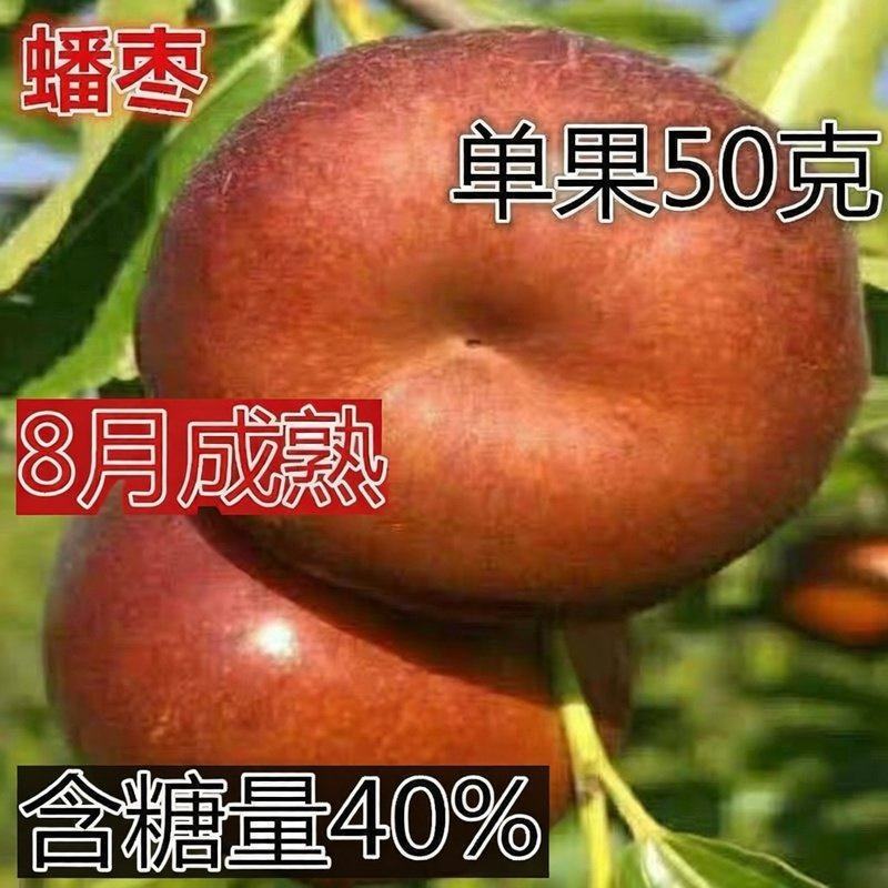 潘枣苗，油潘枣树苗，山西潘枣苗