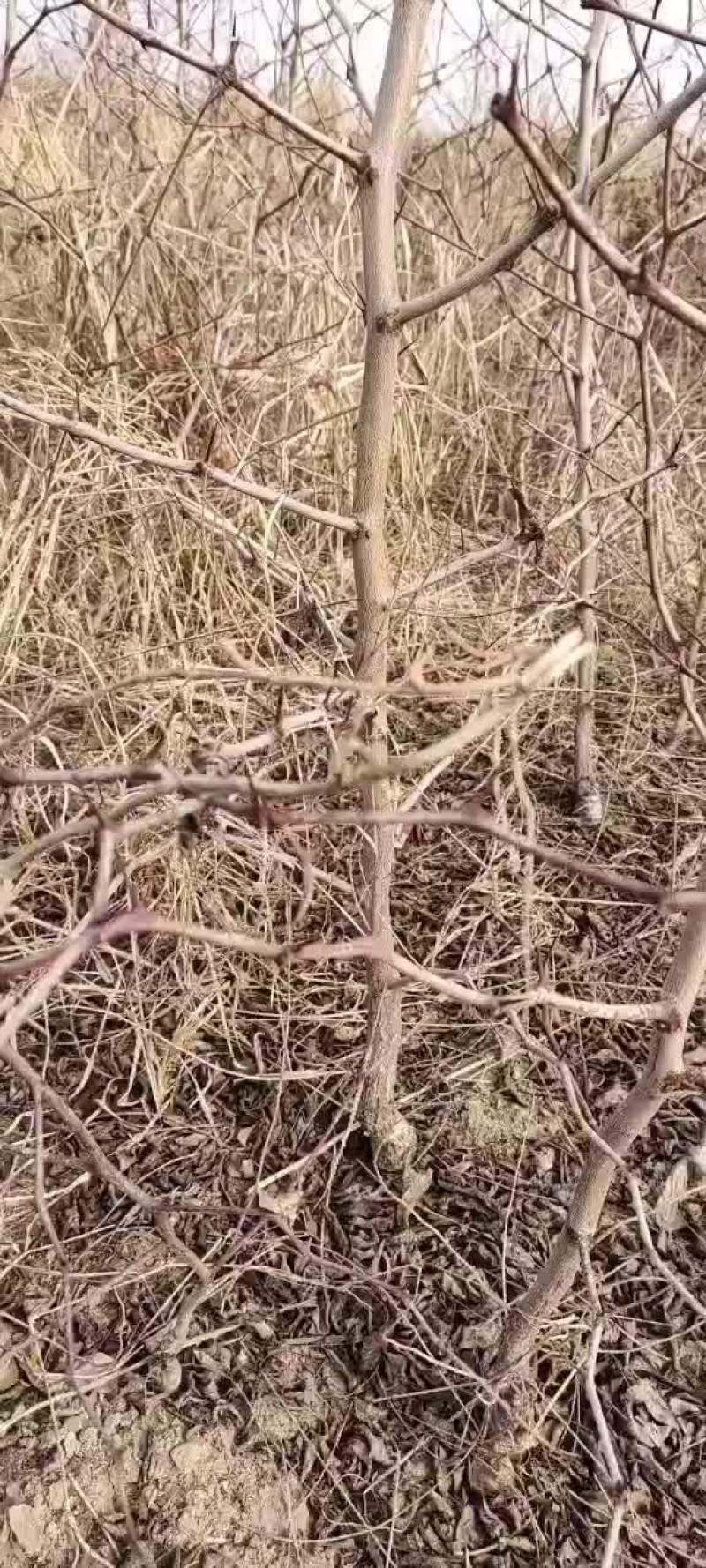 潘枣苗，油潘枣树苗，山西潘枣苗