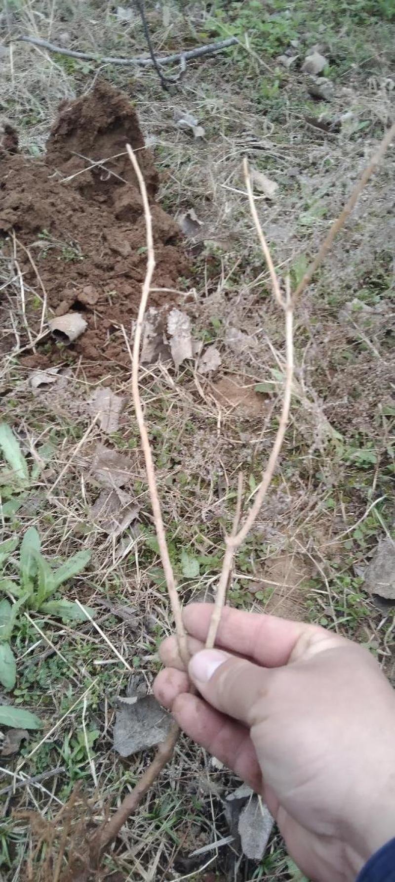 潘枣苗，油潘枣树苗，山西潘枣苗