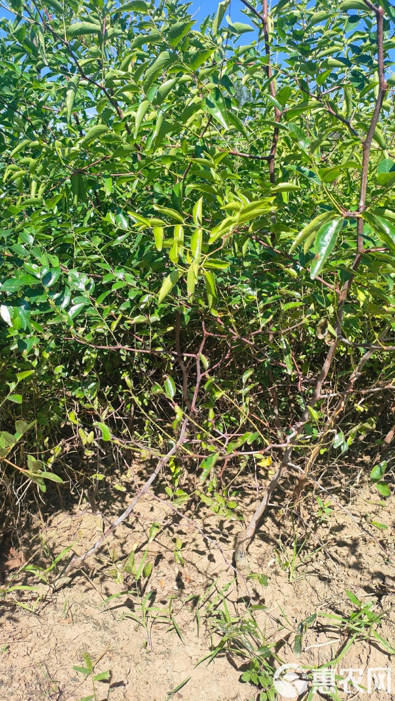 潘枣苗，油潘枣树苗，山西潘枣苗