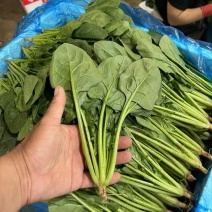 菠菜