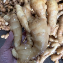山东昌邑大姜鲜姜