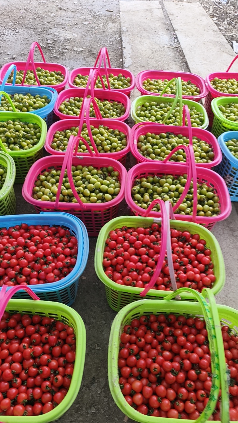 精品货青甜二号小番茄