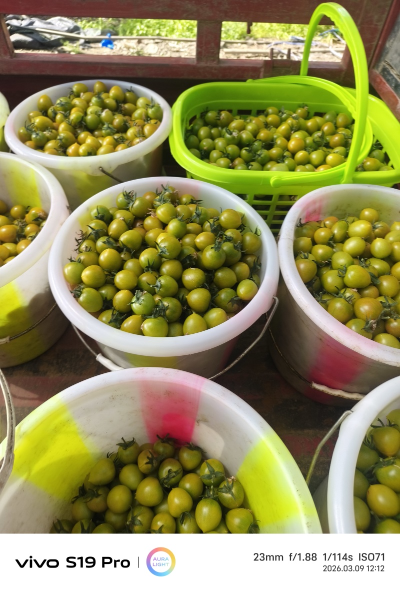 精品货青甜二号小番茄