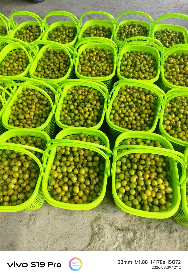 精品货青甜二号小番茄