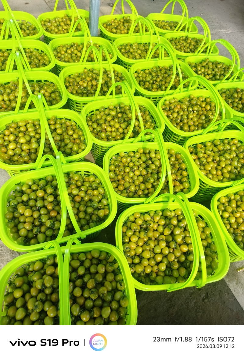 精品货青甜二号小番茄