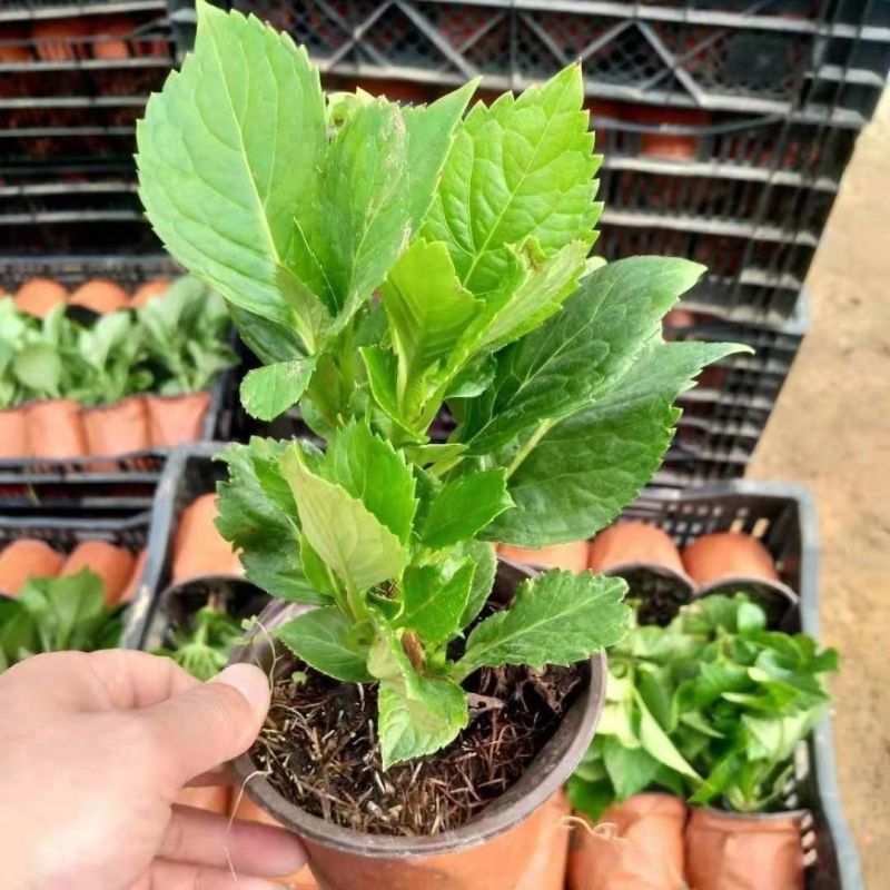 绣球花当年开花绣球花苗盆栽无尽夏绣球室内阳台花卉