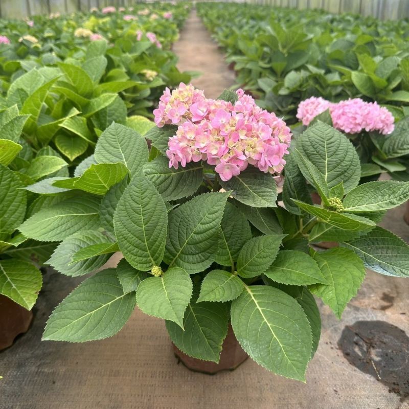 绣球花当年开花绣球花苗盆栽无尽夏绣球室内阳台花卉