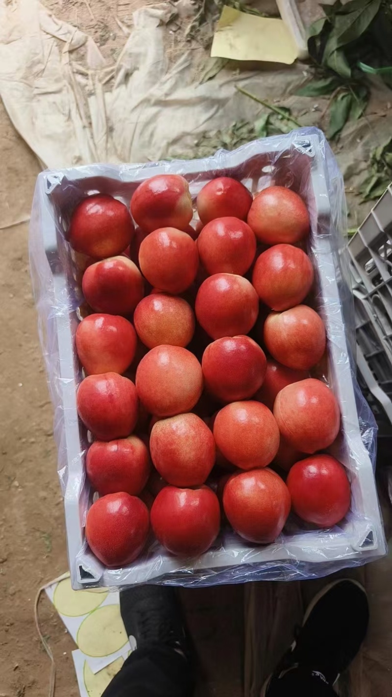 中油十八