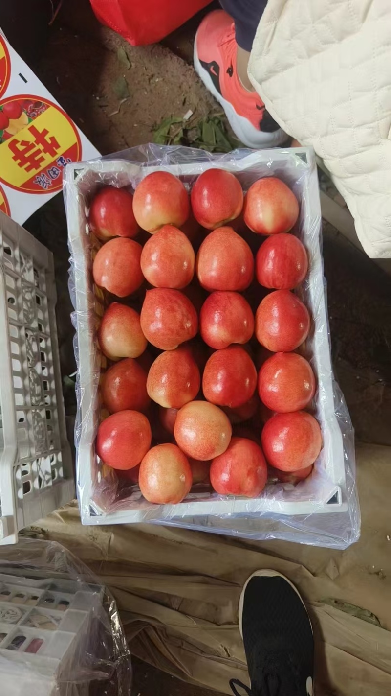 中油十八