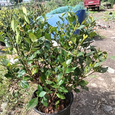 栀子花腾地处理