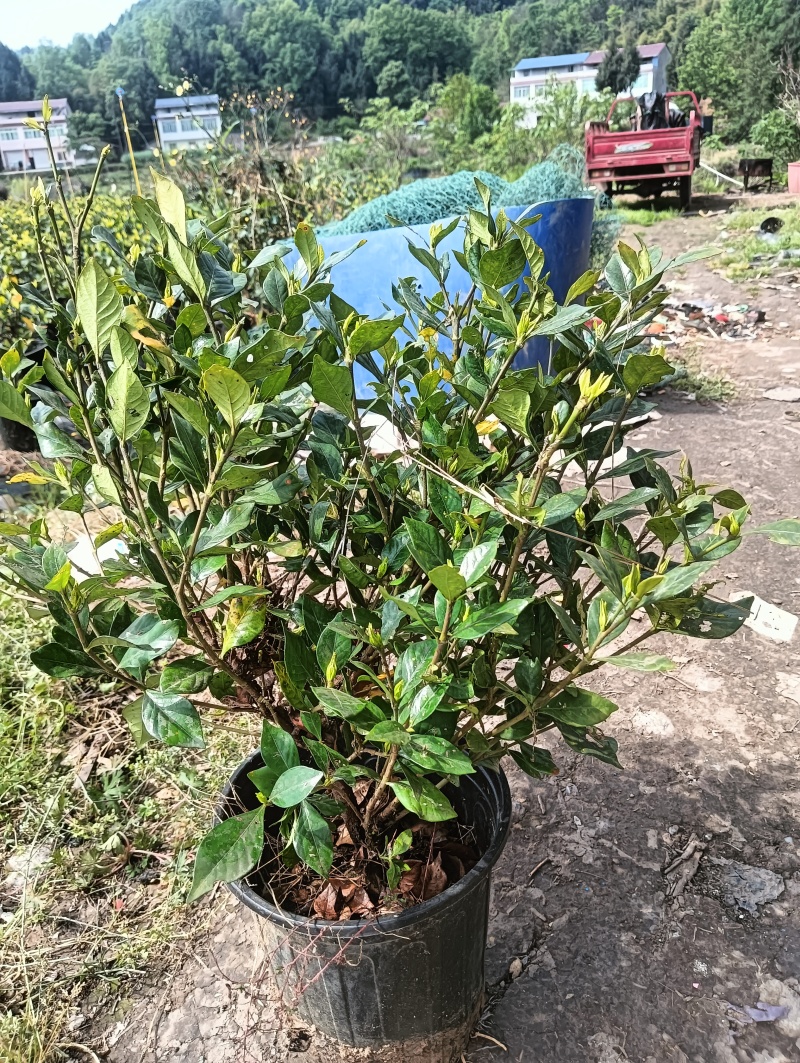 栀子花腾地处理