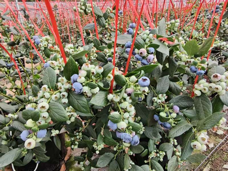 云南花香蓝莓