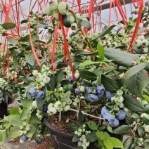 云南花香蓝莓