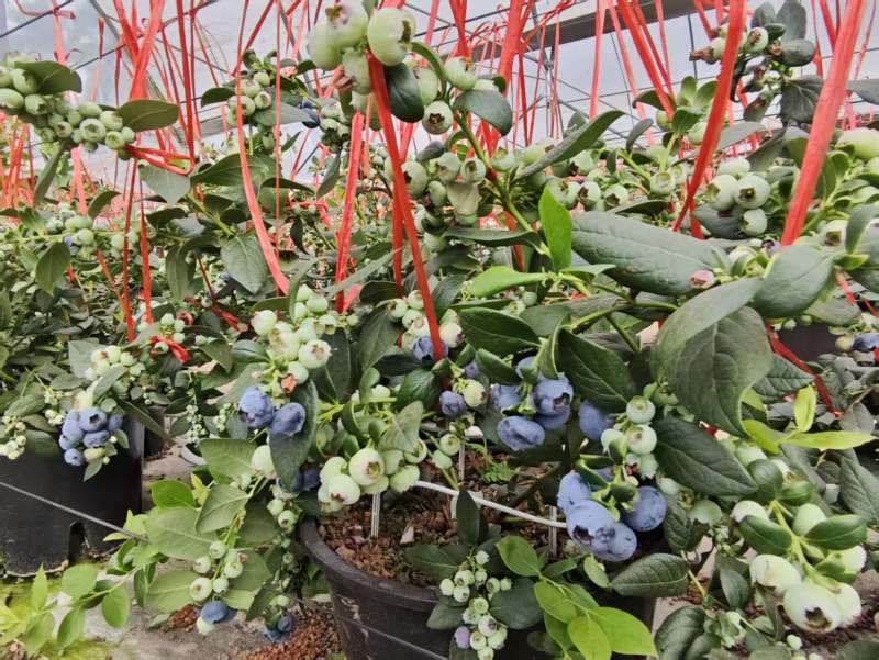 云南花香蓝莓