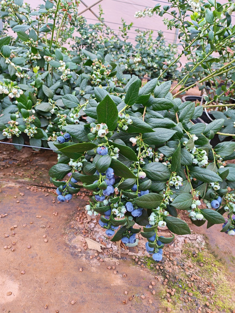 云南花香蓝莓