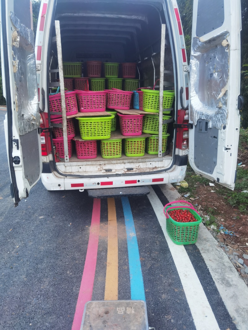 小番茄