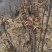 露天自然生长红香椿，承接各地客商洽谈，清明节前后上市