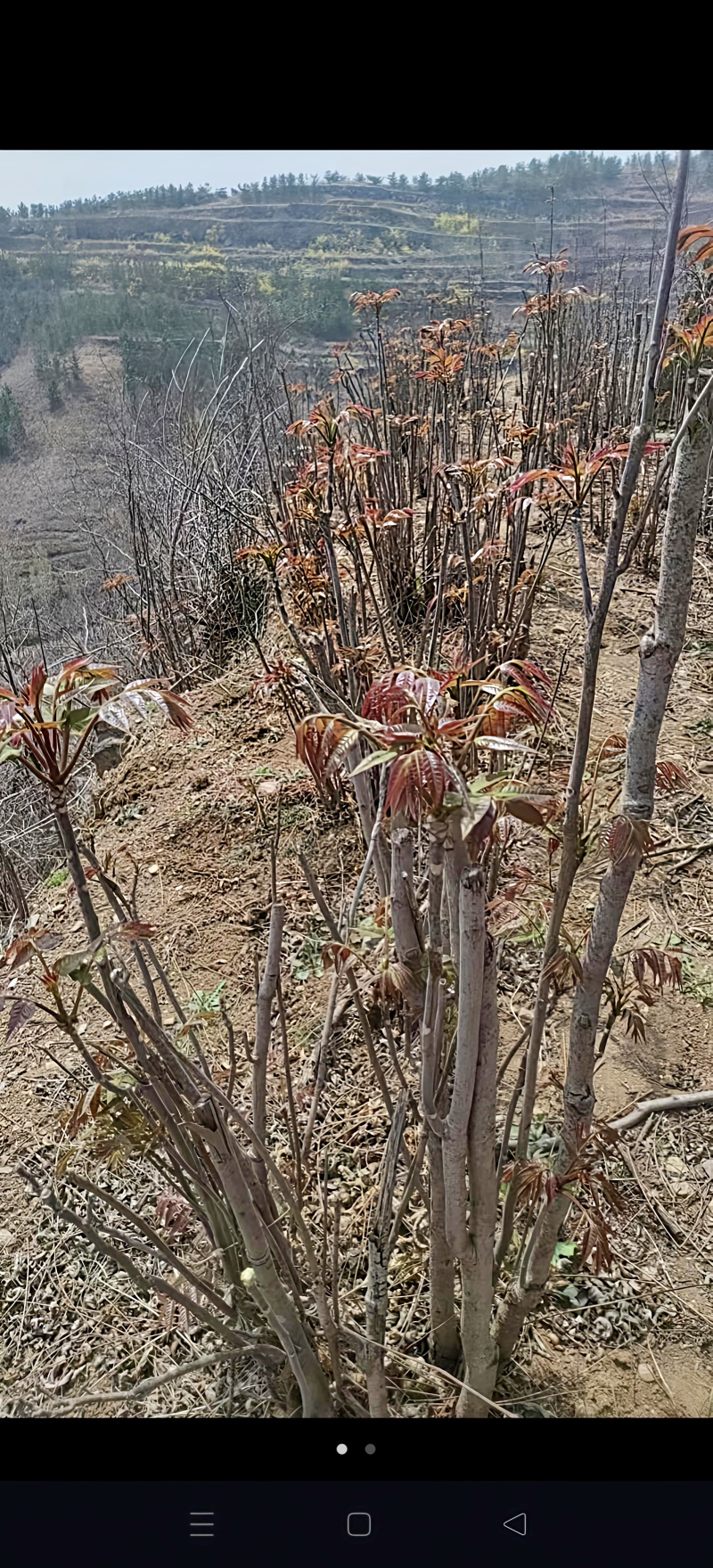 露天自然生长红香椿，承接各地客商洽谈，清明节前后上市