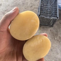 新土豆
