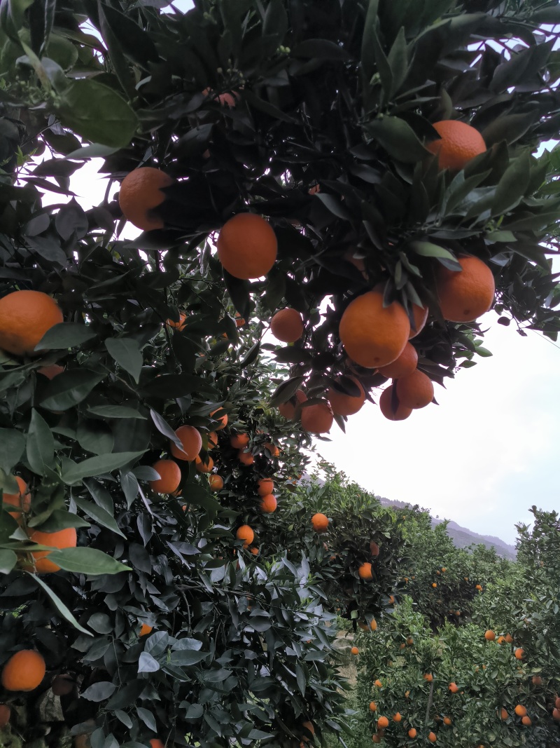 湖北秭归血橙