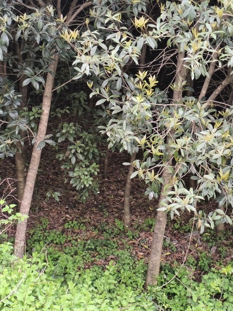 8公分以下的桂花树