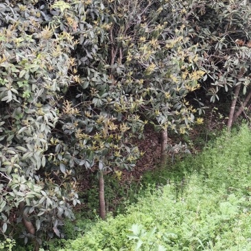 8公分以下的桂花树