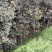8公分以下的桂花树