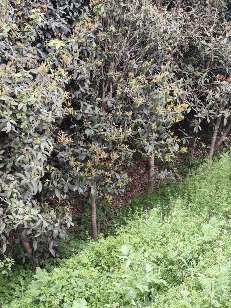 8公分以下的桂花树