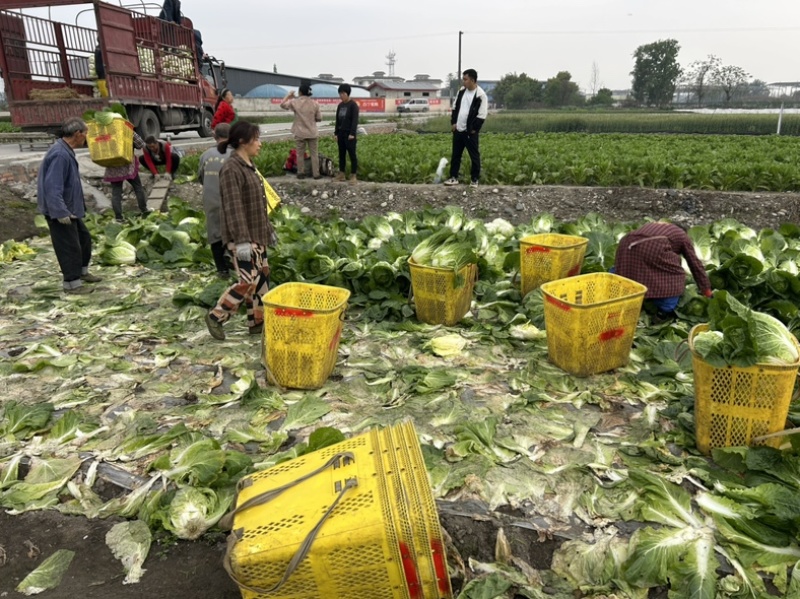 白菜万亩基地，全国代卖代收，对接批发商超，货源稳定