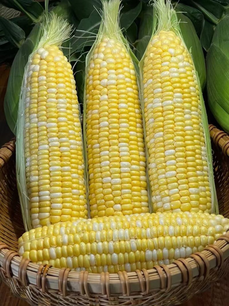 玉米苗双色花超太阳花糯玉米