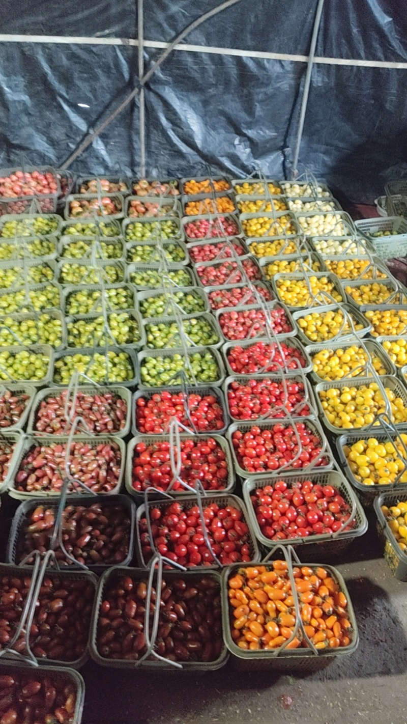 五彩小番茄种植基地