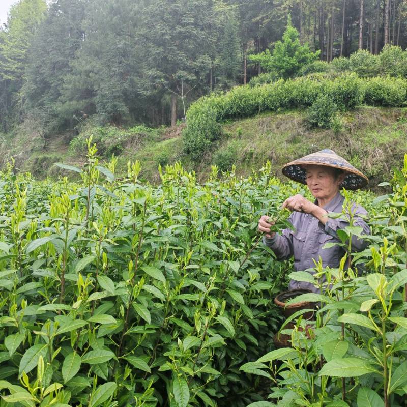 湘西高山云雾黄金茶（绿茶，红茶）