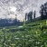 湘西高山云雾黄金茶（绿茶，红茶）