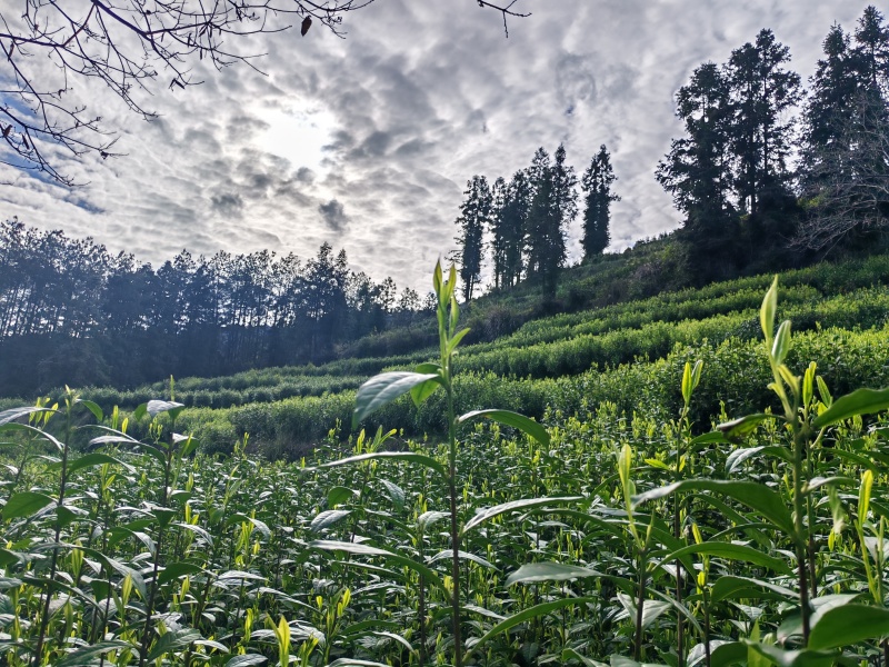 湘西高山云雾黄金茶（绿茶，红茶）